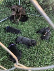Charcoal Labrador puppies looking for there forever home