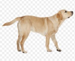 Golden Labrador (Chiku....Nick Name)