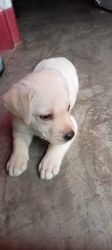 Labrador puppies to sell