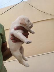 Well bred pureline labrador puppies available