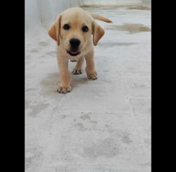 Labrador quality puppy for sale 81 days