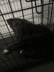 Pit Labrador For sell