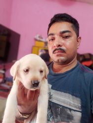 Labrador puppy Navi Mumbai Rabale xxxxxxxxxx