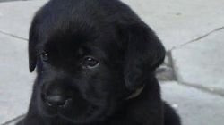 Labrador 2 month black colour puppy
