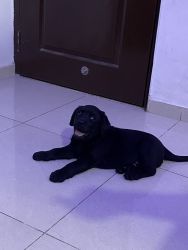 Cute 50days old male puppy