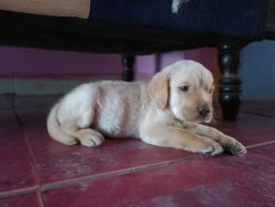 Labrador 2month Puppy