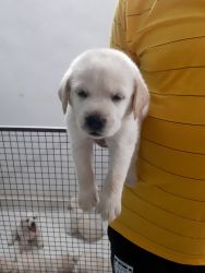 Female Labrador Puppy For Sale