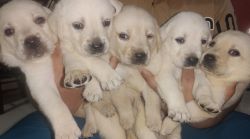 Puppies need new homes contact us