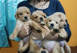 Vaccinated puppies to adopt
