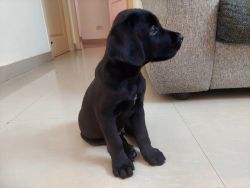 Original Black Labrador Retriever [Name - Jerry]