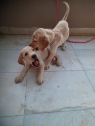 2 lab puppies for sale..one male and one female..2 months old..