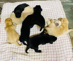 Newborn Labrador puppies Black & Golden available on Sale