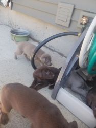 AKC lab puppies for sale