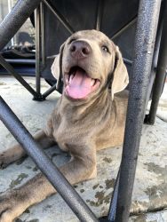 AKC Registered SILVER Lab pups