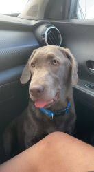 Silver Lab for sale