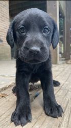 AKC Labrador puppies for sale