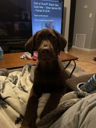 “Moose” Chocolate lab puppy