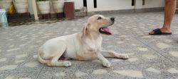 Labrador retriever pet dog Whetish white colour