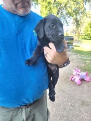 Akc black male and fenale puppy available