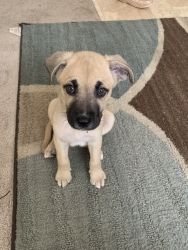 9 week old needs a new home!