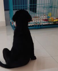 2 months old black lab puppy