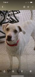 Coco : Labrador retriever mix looking for a new home
