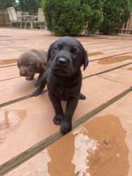 Lab puppy for sale