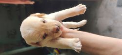 Labrador puppies for sale..