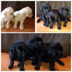 AKC Labrador puppies