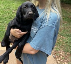 Beautiful Lab Puppies for Sale