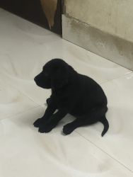 Show quality puppies for sale