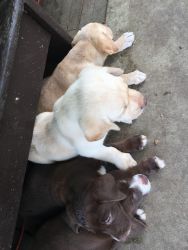 Puppies for sale. Born 05/21/22 and ready to go. Chocolate $300 and cr