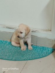 I want to sell my 50 days lab puppy, it will come with his new bed and