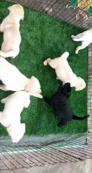 Lab puppies For sale