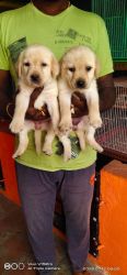 Labrador Puppies male and female available top quality