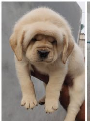 Labrador male puppy top breed with KCI certificate for sale.xxxxxxxxxx