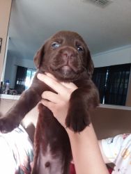 Puppys for sale Kissimme Florida