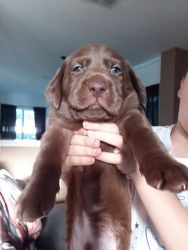 Litter of 10 Labrador Retrievers for sale in Kissimmee Florida