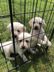 White Labrador puppies for sale