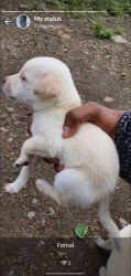 Lab 4 puppies in mix breed for sale