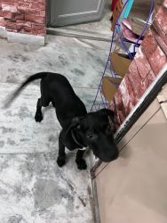 Labrador retriever pitbull mix