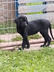For sale AKC labs 10 wks old strong hunting bloodline