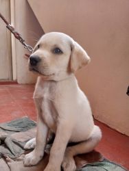 Male lab puppy for sale