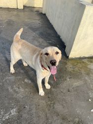 Labrador- Oscar to sell out