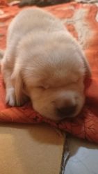 Labrador cute puppies for sale
