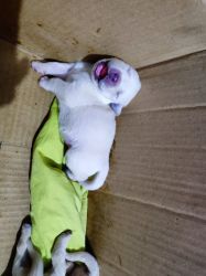 Labrador puppy for sale original breed