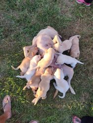 Purebred yellow pointing labrador puppies