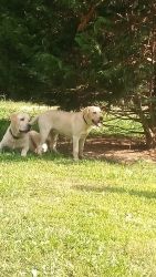 Two 7 month old registered English yellow Lab puppies