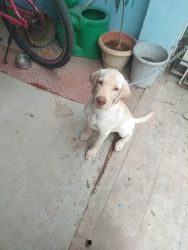 6 months Male Dog for Sale