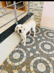 I would like to sell my white lab puppy (8 months old )